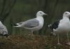 Caspian Gull at Vange Marsh (RSPB) (Steve Arlow) (190816 bytes)